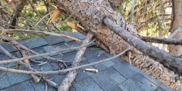 Emergency Tree Removal in Denver