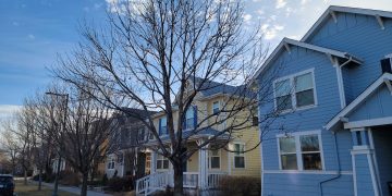 best tree trimming in Denver